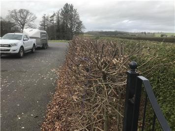  - HEDGE REMOVAL