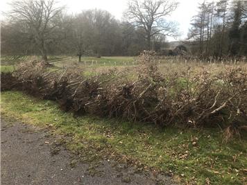  - HEDGE REMOVAL COMPLETE